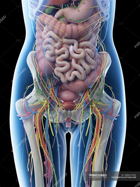 File : Female Genital Organs (frontal view) detailed macro.jpg